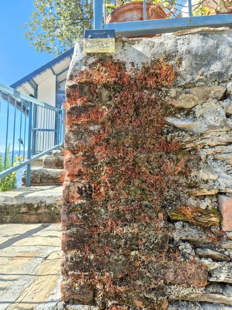 Lichen covered stone wall
