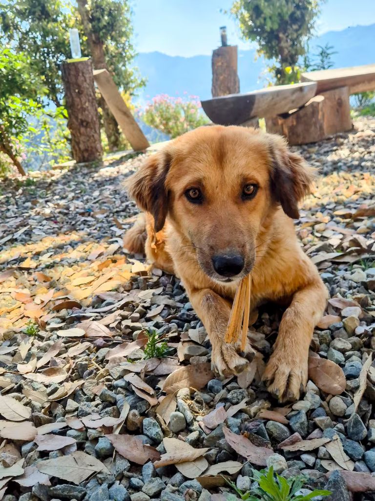 Resident dog