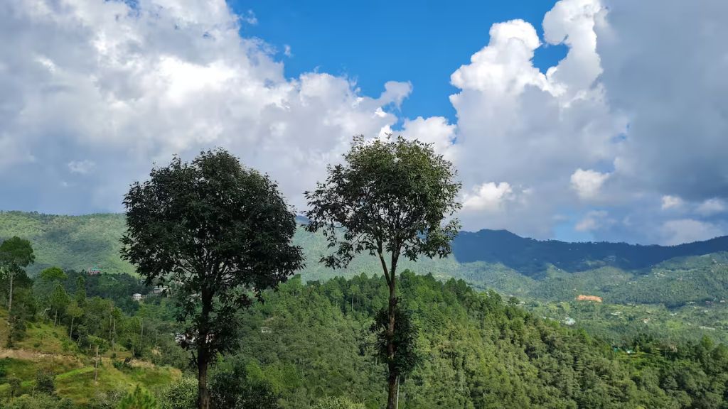 Tall trees against clouds